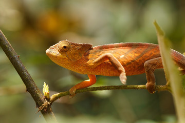 Parsons chameleon, Calumma parsonii, large species of chameleon on small branch waiting for insect. Amber mountain. Andasibe - Analamazaotra National Park, Madagascar wildlife