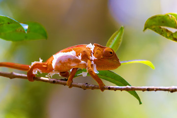 Parsons chameleon changing skin, Calumma parsonii, large species of chameleon on small branch waiting for insect. Amber mountain. Andasibe - Analamazaotra National Park, Madagascar wildlife