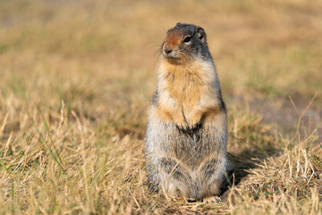 Columbia Ground Squirrel, Urocitellus columbianus