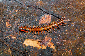 centipede, Scolopendra in tropical rainforest, Farankaraina National Park, Madagascar wildlife and wilderness