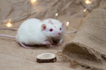 Fototapeta na wymiar Two cute white rats are playing together. Rats are a symbol of 2020. Rats surrounded by New Year's garlands.