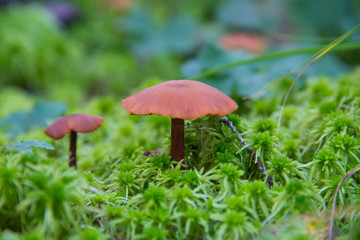 Härjedalen Mushroom