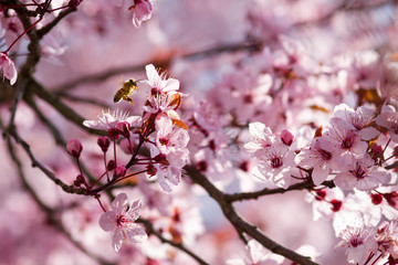 single bee searching for nectar in pink tree blossoms