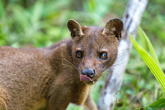madagascar predator, Fossa ,Cryptoprocta ferox, cat-like, carnivorous mammal endemic to Madagascar, Fossa eating lemurs. Andasibe, Vakona Private Reserve. Madagascar wildlife.
