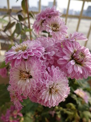 Pink Flowers