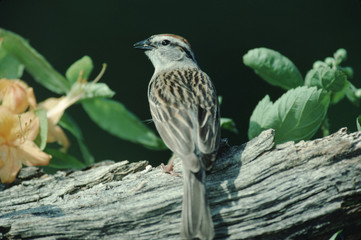 Chipping Sparrow (Spizella Passerina)