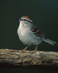 Fototapeta premium Chipping Sparrow (Spizella Passerina)