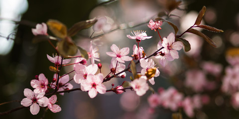 Pink tree blossoms with strong backlight and blurry background