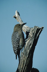 Fototapeta na wymiar Downy Woodpecker (Dryobates Pubescens)