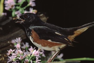 Eastern Towhee (Pipilo Erythrophthalmus)