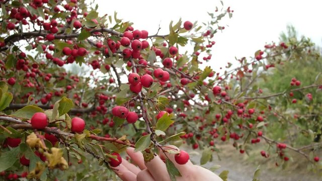 Woman examines and collects majoletas, edible red berries of autumn. (Crataegus monogyna)