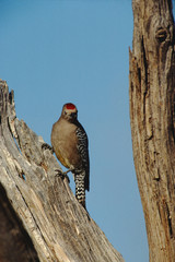 Gila Woodpecker (Melanerpes Uropygialis)