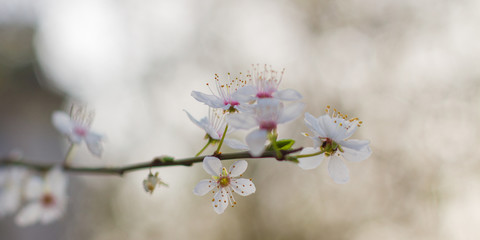 high-key of white tree blossoms with blurry background