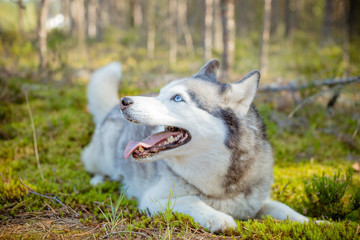 majestic portrait of grey black purebread husky dog lying on green grass.One siberian husky dog lying on the ground. Pet is walking in forest, park