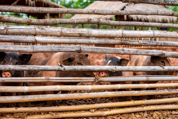 old wood background and pig farm