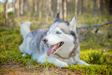 majestic portrait of grey black purebread husky dog lying on green grass.One siberian husky dog lying on the ground. Pet is walking in forest, park