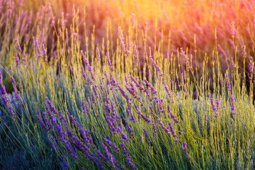 Lavender Bush with sun glare, aromatherapy and Spa concept