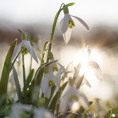 Obraz premium blooming snowdrop with blurry reflections in the background
