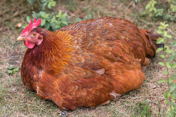 Chicken (Haushuhn, Gallus gallus domesticus)