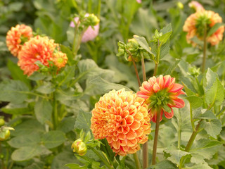 dahlia flowers in the garden