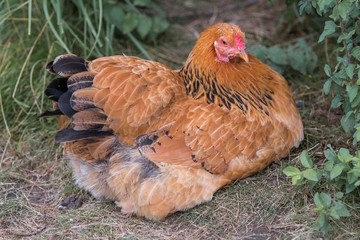 Chicken (Haushuhn, Gallus gallus domesticus)