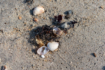 shells on the beach