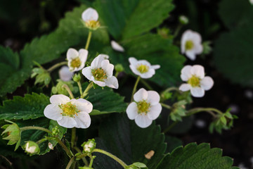 White flower of Strawberry. Selective focus.