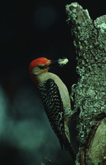 Red-Bellied Woodpecker (Melanerpes Carolinus) Bird Nest