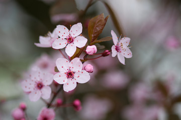 Detail of pink tree blossoms with blurry background