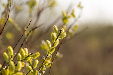 some branches of willow catkin in bloom with blurry background