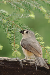 Tufted Titmouse (Baeolophus Bicolor)