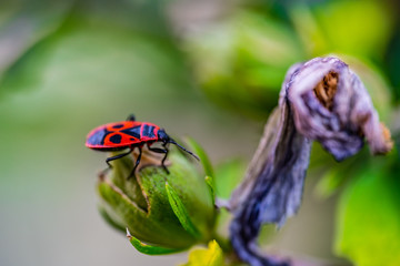 Macro photo of the insect Pyrrhocoris apterus on a flower