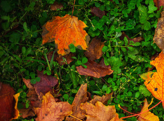 Autumn background, Bright yellow autumn leaves on the ground.