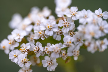 Small white flowers with a yellow middle