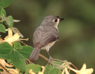 Tufted Titmouse (Baeolophus Bicolor)
