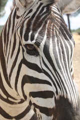 Fototapeta na wymiar Close-up of a zebra.
