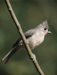 Tufted Titmouse (Baeolophus Bicolor)