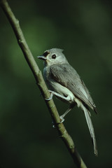 Tufted Titmouse (Baeolophus Bicolor)