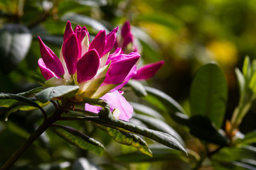 Blossom of a pink rhododendron wih backlight