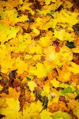 Autumn background, Bright yellow autumn leaves on the ground.