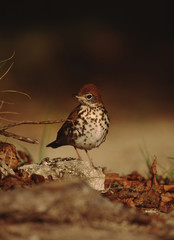 Wood Thrush (Hylocichla Mustelina)