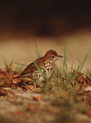 Wood Thrush (Hylocichla Mustelina)