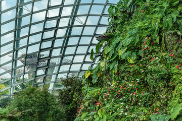 Singapore - March 22, 2019: Gardens by the Bay, the Cloud Forest Dome. Green covered mountain slope, glass ceiling and Supertrees outside. Flowers add color.