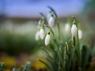 snowdrops in early spring