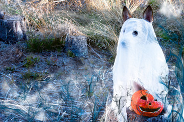 dog in a ghost costume sitting in a sinister forest outdoors, happy halloween. Pumpkin jack in the park with a dog. Copy space