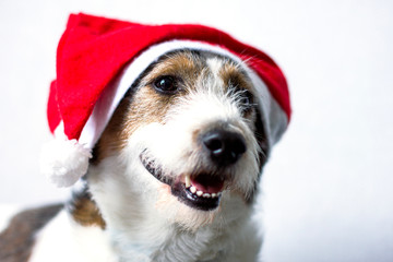 Happy puppy smiling dog in red christmas santa hat looking on white background. Cute dog happy new year.