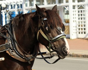 Brown Horse Wearing a Bridle and Harness