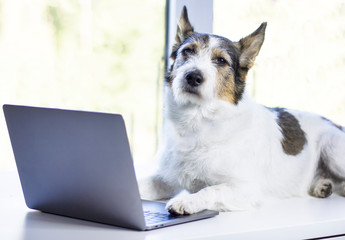 Serious business dog Jack Russell Terrier with lies or sits in front of a laptop on a white background in shelter near the window.