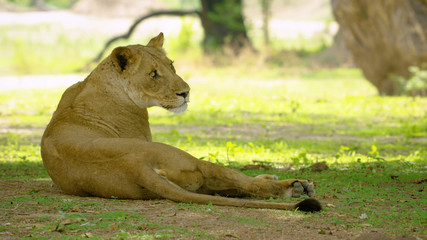 Obraz premium Africa