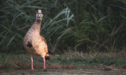goose on grass